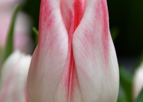 Tulipa Holland Chic ® (3)